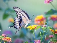Вірш Анастасії Майсак &quot;Сон'', на конкурс  «Метелики – німий шедевр природи» у номінації «Якби не було метеликів, то поети їх вигадали би» 